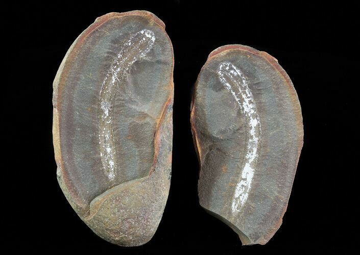 Didontogaster Fossil Worm (Pos/Neg) - Mazon Creek #70575